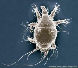  Fig. 5.  Acarapis woodi  male, dorsal view; LT-SEM (digitally colorized) photo by Ron Ochoa amp; Gary Bauchan, USDA-ARS. 