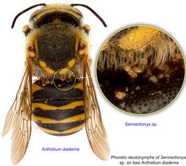  Fig. 3. Phoretic deutonymphs of  Sennertionyx  sp. on bee  Anthidium diadema;  photo by Lindsey Seastone amp; Laura Hartmann, ITP. 