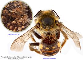  Fig. 4. Phoretic deutonymphs of  Sennertionyx  sp. on bee  Anthidium porterae;  photo by Lindsey Seastone amp; Laura Hartmann, ITP. 