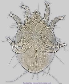  Fig. 7.  Chaetodactylus micheneri  male, dorsal view. 