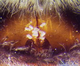  Fig. 5.  Centriacarus turbator  phoretic deutonymphs on the anterior metasoma of bee  Centris  sp. from Mexico. 