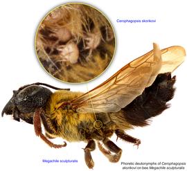  Fig. 16. Phoretic deutonymphs of  Cerophagopsis skorikovi  on bee  Megachile sculpturalis;  photo by Lindsey Seastone amp; Laura Hartmann, ITP. 
