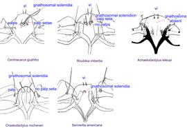  Fig. 13. Gnathosomal morphology is a key character separating genera of the family Chaetodactylidae ( Centriacarus ,  Roubikia, Achaetodactylus, Chaetodactylus,  and  Sennertia)  based on phoretic deutonymphs .  In particular,  Chaetodactylus  can be distinguished by having palps and gnathosomal solenidia present and palp setae absent; drawing of  Achaetodactylus leleupi  courtesy of Belgian GTI Focal Point 2009, http://www.taxonomy.be. 