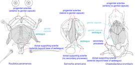  Fig. 19. External genital apparatus of males of  Roubikia ,  Sennertia , and  Chaetodactylus , showing key diagnostic feature of  Sennertia  males: progenital sclerites are lateral to genital capsule, while in other genera they are anterior to genital capsule. 