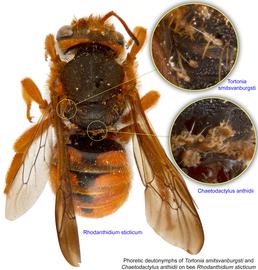  Fig. 17. Phoretic deutonymphs of  Tortonia smitsvanburgsti  and  Chaetodactylus anthidii  on bee  Rhodanthidium sticticum;  photo by Lindsey Seastone amp; Laura Hartmann, ITP. 