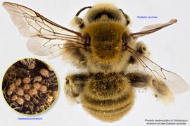  Fig. 6. Phoretic deutonymphs of  Diadasiopus eickworti  on bee  Diadasia opuntiae;  photo by Lindsey Seastone amp; Laura Hartmann, ITP. 