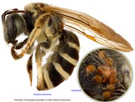  Fig. 9. Females of  Imparipes  phoretic on bee  Halictus farinosus;  photo by Lindsey Seastone amp; Laura Hartmann, ITP. 
