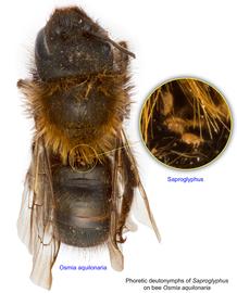  Fig. 13. Phoretic deutonymphs of  Saproglyphus  on bee  Osmia aquilonaria;  photo by Lindsey Seastone amp; Laura Hartmann, ITP. 