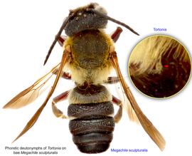  Fig. 11. Phoretic deutonymphs of  Tortonia  on bee  Megachile sculpturalis;  photo by Lindsey Seastone amp; Laura Hartmann, ITP. 