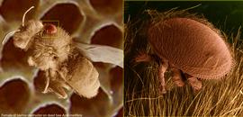  Fig. 8. Female of  Varroa destructor  on dead adult of the European honey bee,  Apis mellifera ; LT-SEM (digitally colorized) photo by Ron Ochoa amp; Gary Bauchan, USDA-ARS. 