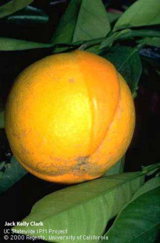            Chimera on orange rind (fruit).    
