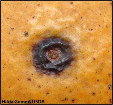            Advanced stage of a hard spot lesion showing a tan center and the brick-red   raised border on fruit.   