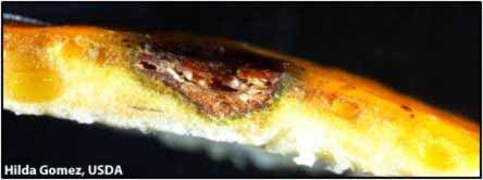           Longitudinal section of a hard spot lesion on fruit.   