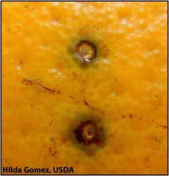            Early stage of hard spot symptoms on fruit.  Note green tissue   surrounding the lesions.   