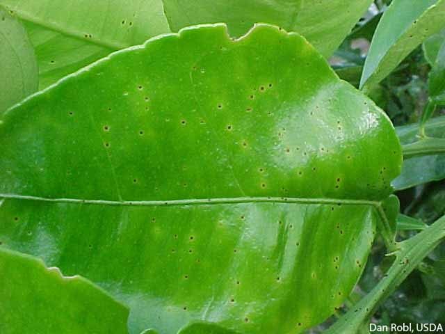            Melanose on grapefruit leaf, early stage.   