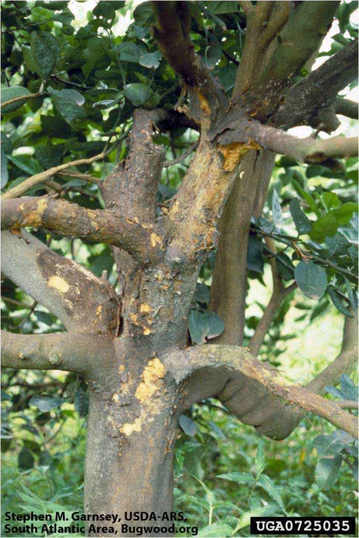            Bark scaling typically associated with citrus ringspot and some forms of   psorosis.  Citrus sinensis  tree in Argentina infected with 