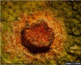            Close-up of fruit lesion.   