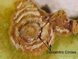            Concentric circles found on leaf lesions.   