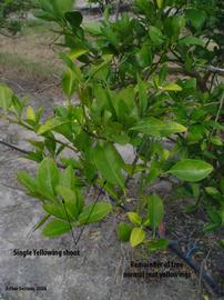            Close-up of yellow shoot on tree.   