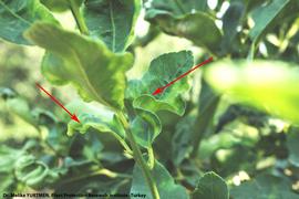            Leaf symptoms of   CCDV.   