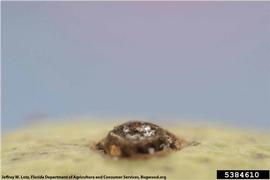            Close-up of fruit lesion.   