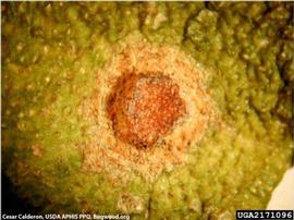            Close-up of fruit lesion.   