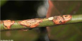            Close-up of lesions on the green part of a branch.   