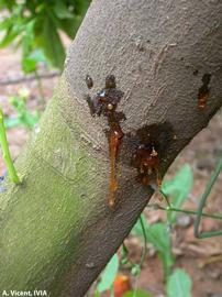            Gummosis on the branch of a Clementine tangerine.   