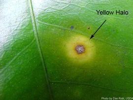            Yellow halo surrounding leaf lesion.   