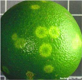            Early symptoms on immature fruit.   