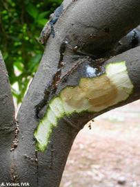            Gummosis and branch canker on Clementine mandarin tree.   