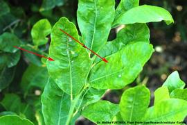            Leaf symptom - chlorotic   flecking and warping on leaves.   