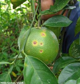            Symptoms on fruit.   