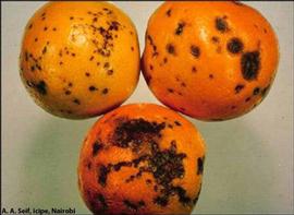            Sunken, necrotic lesions of  P. angolensis  on fruit   (oranges).   