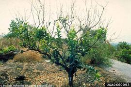            Lemon tree severely affected by mal secco.   