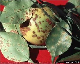            Typical leaf, stem, and fruit symptoms on grapefruit.   