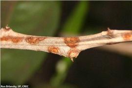           High magnification of lesions on the dead part of a branch.   