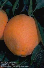            Orange fruit with brown rot lesion.   