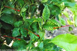            Leaf symptom - distorted   and warped mature leaves with nutrient deficiency.   