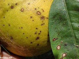            Symptoms on fruit and leaf.   