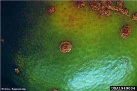             Xanthomonas campestris  pv.  citri  infection on fruit of    Citrus unshiu  (satsuma) showing crater-like   lesions.   