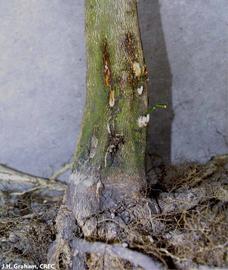             Phytophthora  foot rot of sweet orange tree showing bark   necrosis, light gumming, and callusing.   