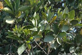            Tree exhibiting irregular flowering.   