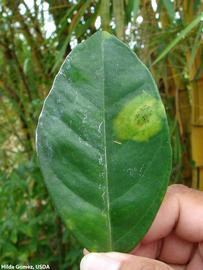           Symptoms on leaf.   