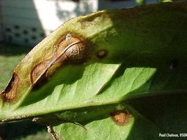            Symptoms on leaf (bottom surface).   