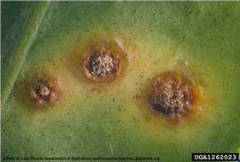            Close-up of lesions on front of grapefruit leaf.   
