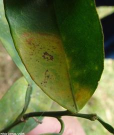            Symptoms on leaf.   