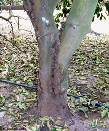            Trunk and branch canker on lemon showing gummosis and bark death on a   tree.   
