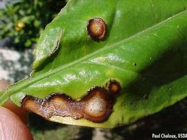            Symptoms on leaf (top surface).   