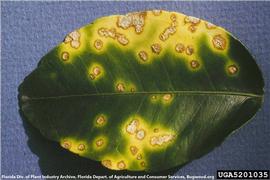            Symptoms on leaf.   
